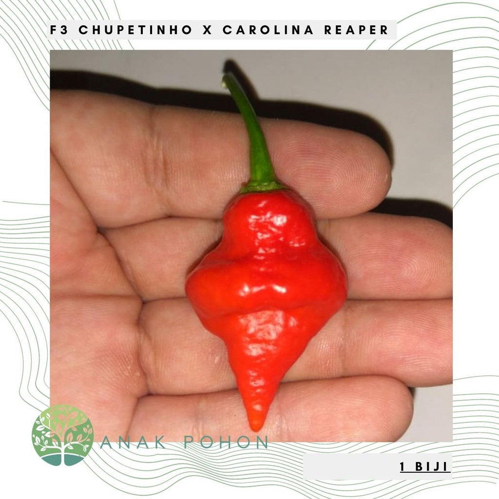 Benih Bibit Biji - Cabai F3 Chupetinho x Carolina Reaper Pepper Seeds