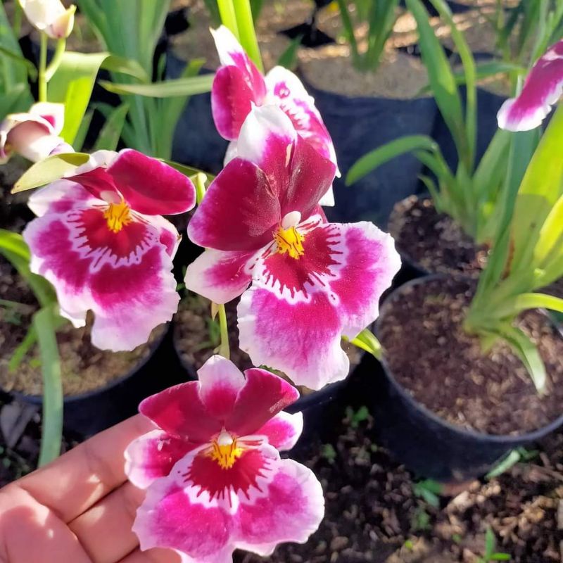 anggrek miltonia