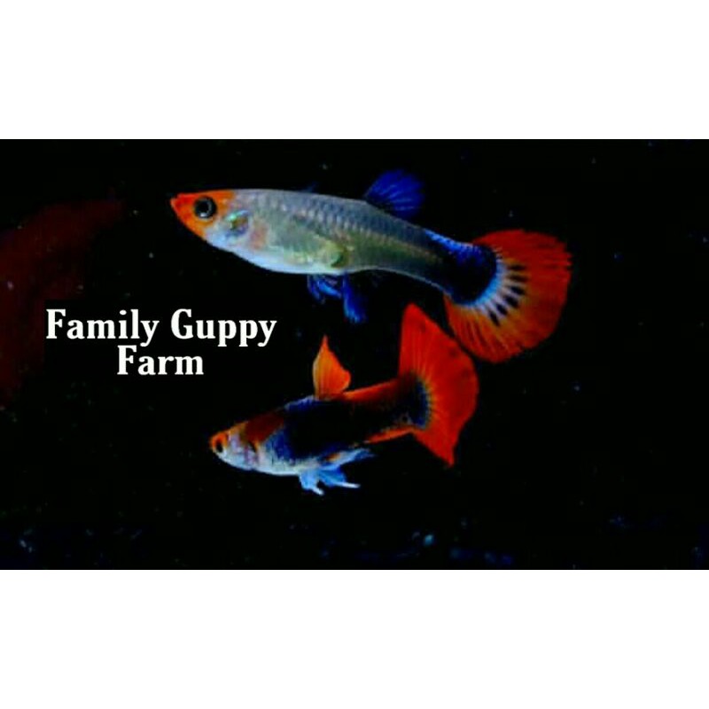 ikan guppy tuxedo koi