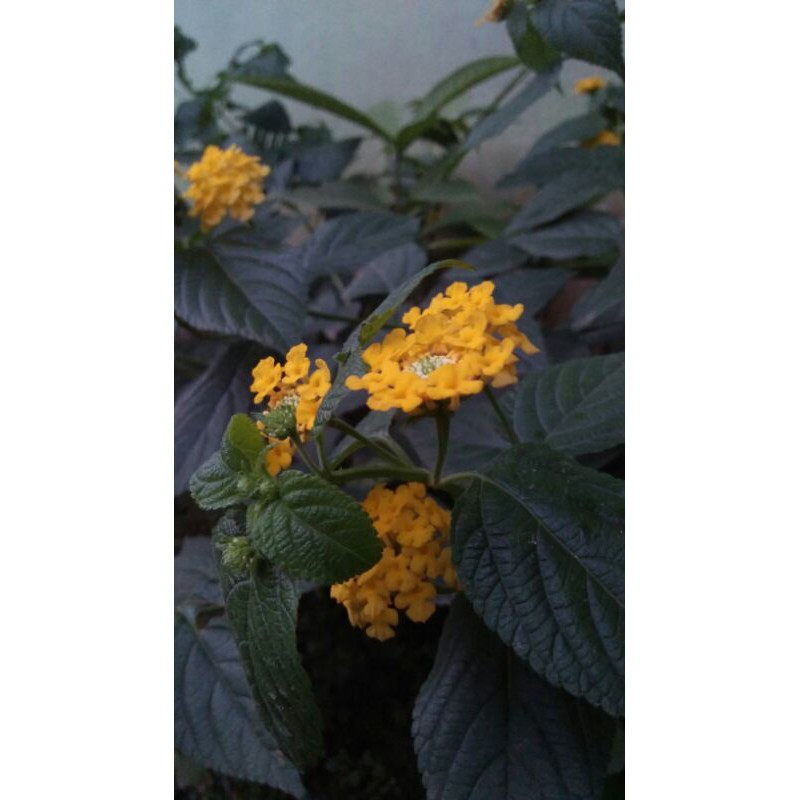 lanata/bibit lantana/ lantana kuning/lantana murah