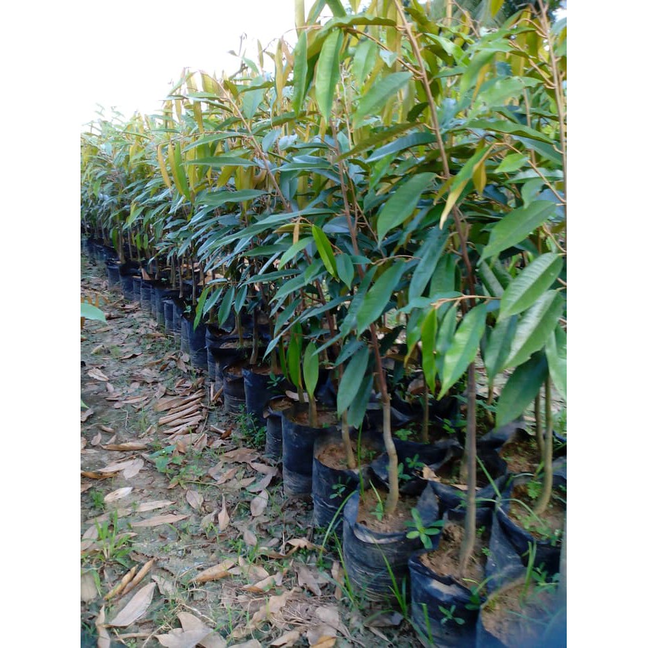 Bunga Jadi.. Bibit Durian Musangking - bukan benih, harga termurah.