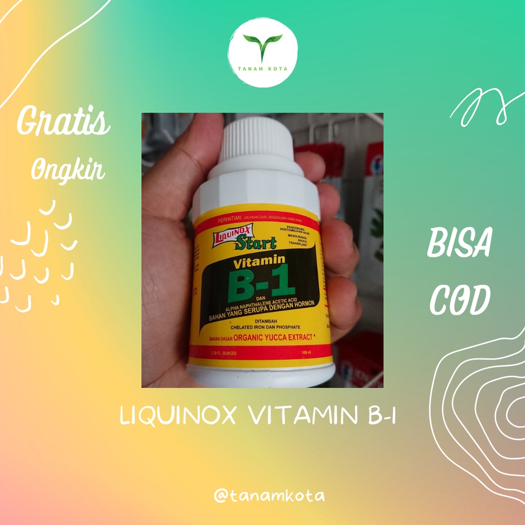 Original Rumah Vit B1 Aglonema Anggrek Pupuk Tanaman Vitamin B1 untuk Tanaman Buah Sayur Bonsai Kang