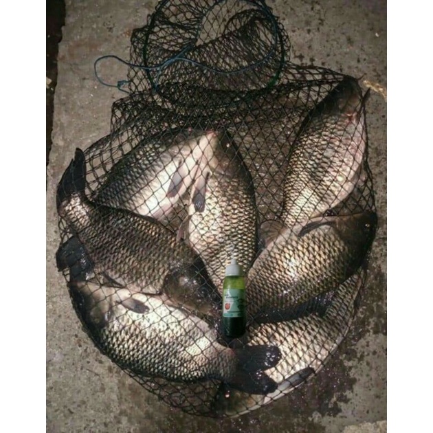 Esen oplosan ikan mas dan nila ( Essen Ikan Super Gacor )