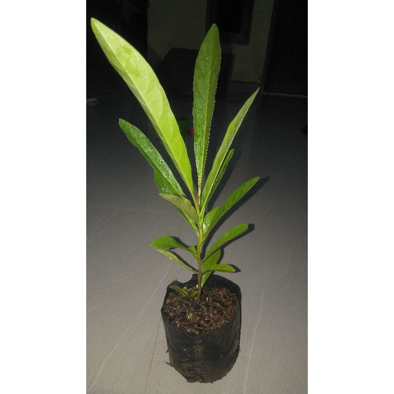 

bibit tabebuya kuning