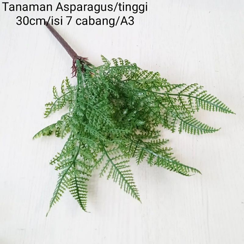 Tanaman Asparagus