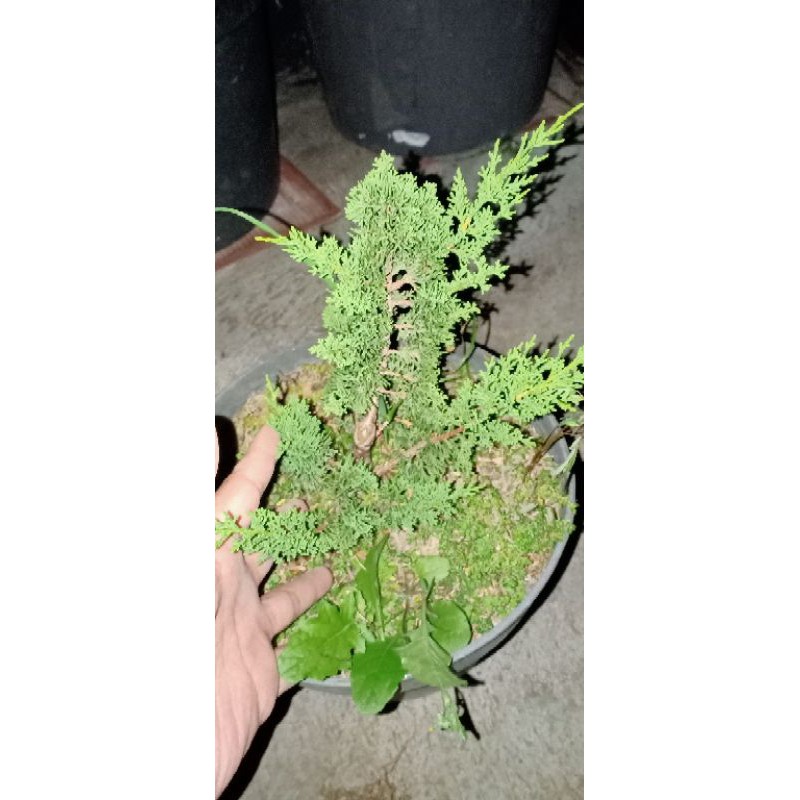 

Juniperus Shimpaku