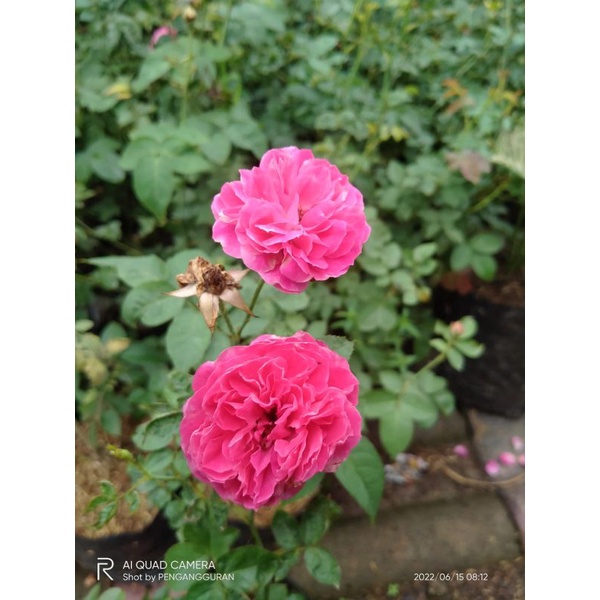 TANAMAN BUNGA MAWAR KAMPUNG