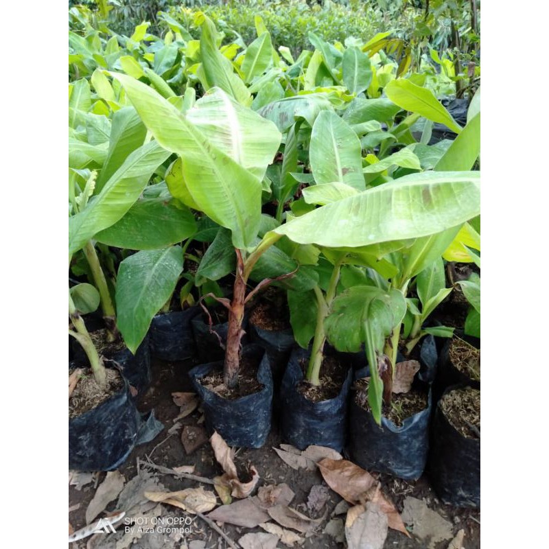 

pisang cavendis