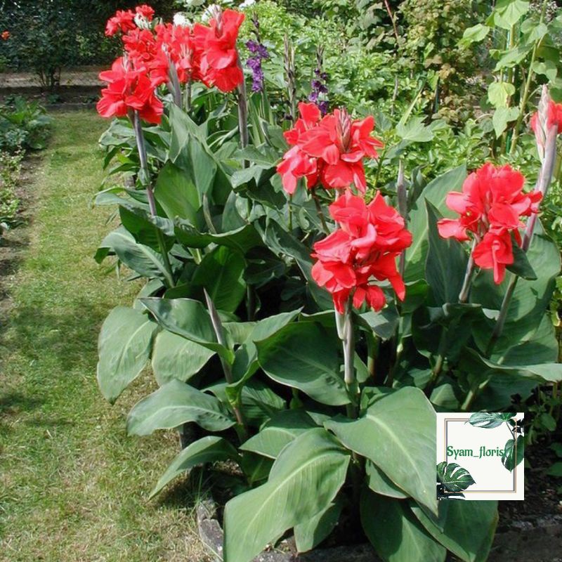 Tanaman Hias Canna Hijau Bunga merah
