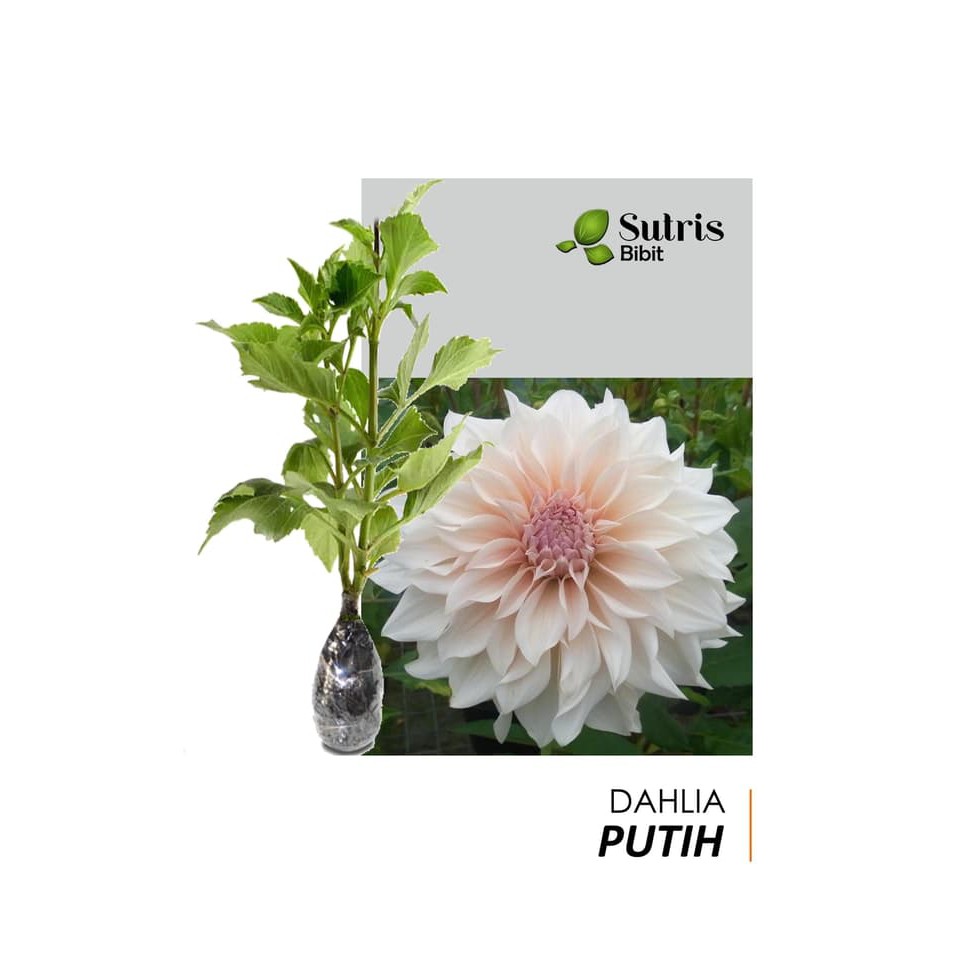  Gambar Bunga Dahlia Putih  Koleksi Gambar  Bunga 