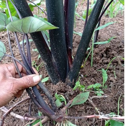 

Binit Anak talas hitam Bandung, si pulen per 5 pohon