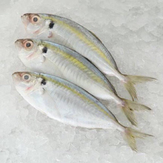 Ikan selar kuning Fresh Segar Produk hasil Laut Seafood Tawar Kiloan swalayan murah jakarta