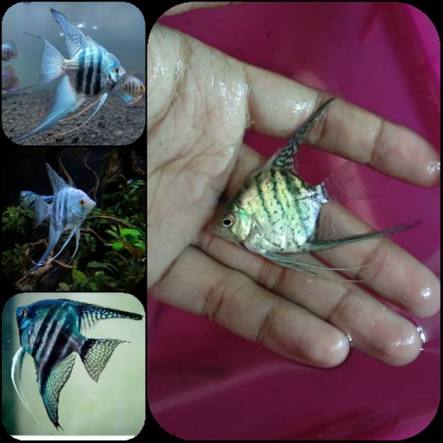 Ikan manfish blue pinoy untuk aquarium dan aquarium