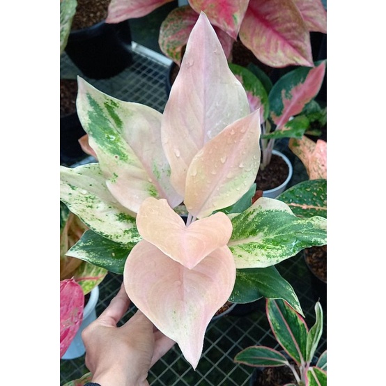 Tanaman Hias Indoor Premium Aglaonema Golden Love