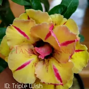 bibit bunga kamboja adenium tripel wish