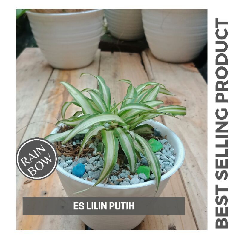Tanaman Hias Es Lilin Putih