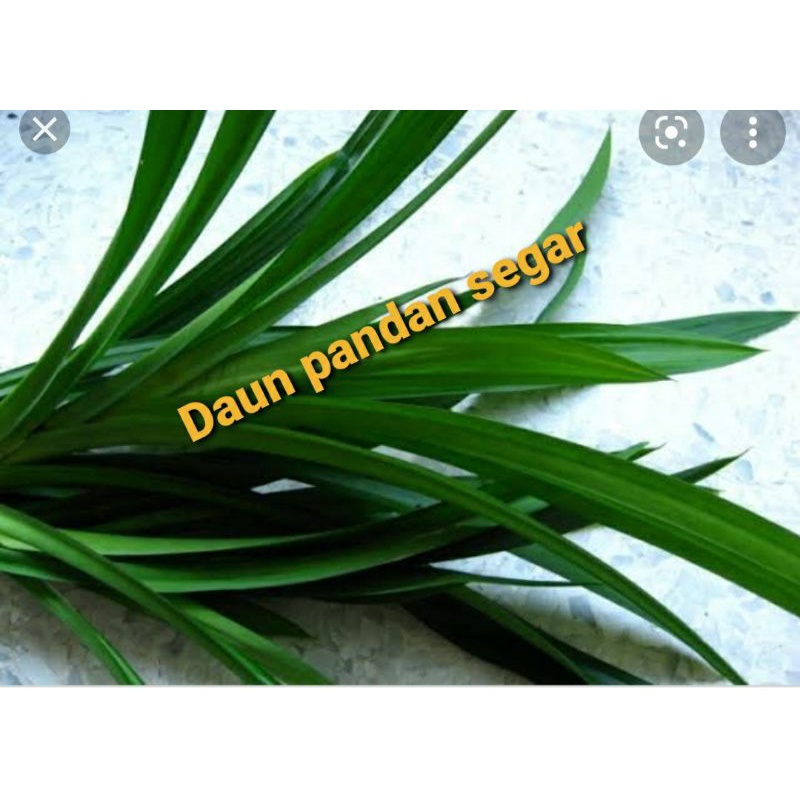 

Daun pandan fresh/ikat