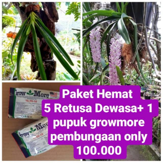 Bunga anggrek retusa