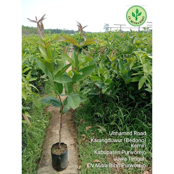 Bibit Jambu Air Kiojok | Bibit Jambu Air Hijau