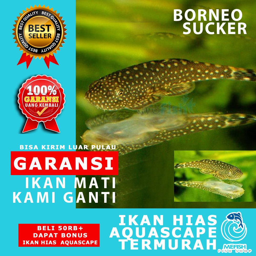 Ikan hias aquascape aquarium air tawar laut - MEFISH_ID - BORNEO SUCKER