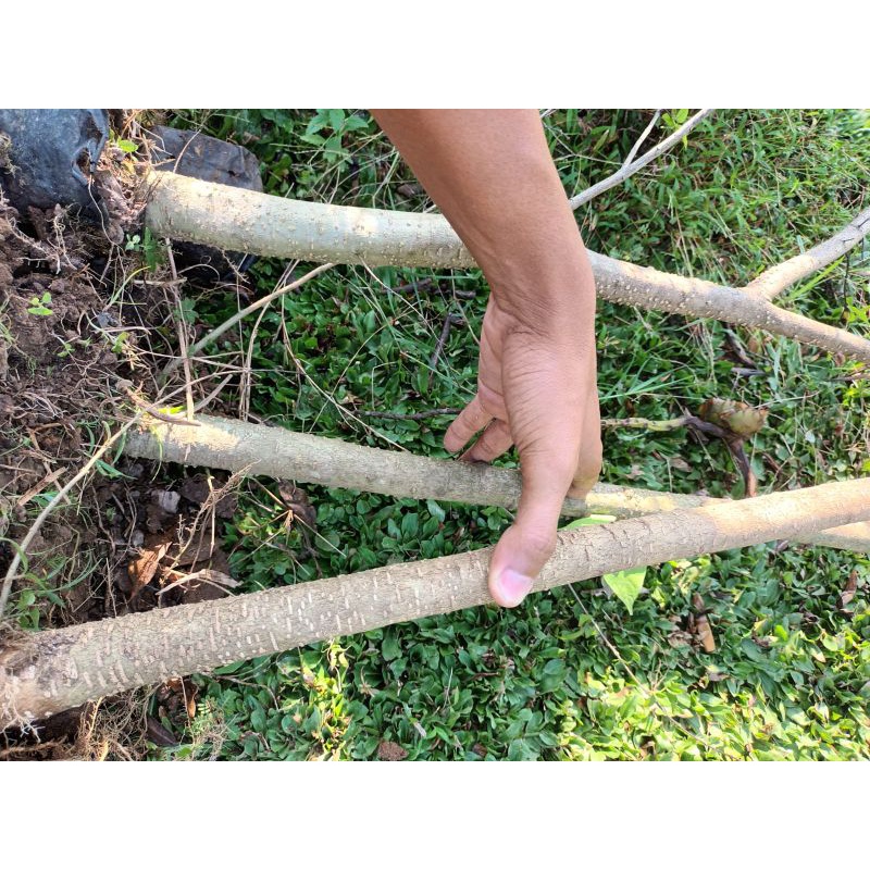 bonggol anting putri 100k