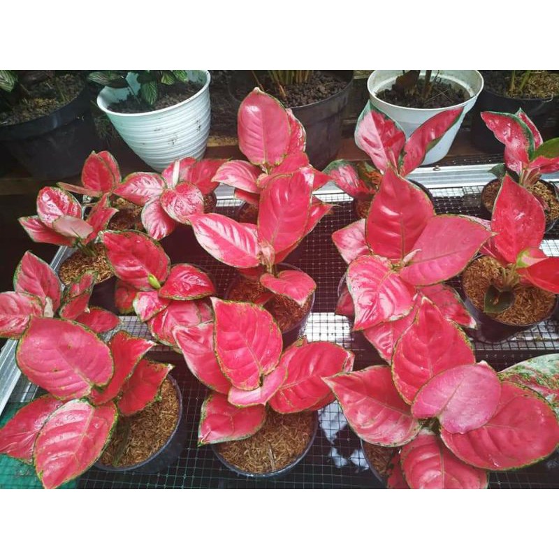 

Red anja besar