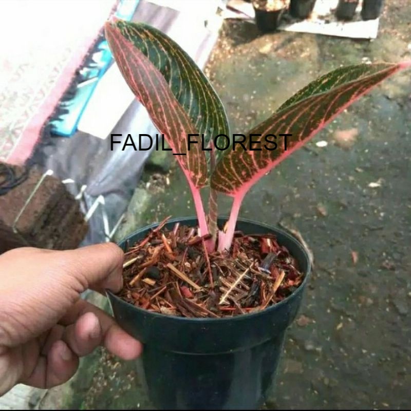 Baby aglonema Adelia - Baby aglonema adelia SEED_AGLONEMA