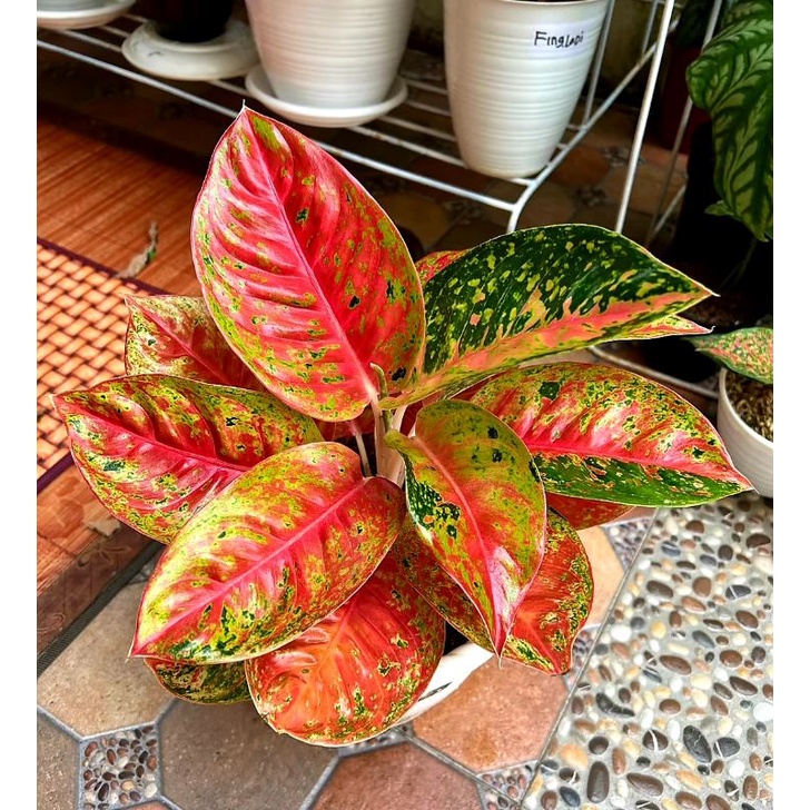 Aglonema Bigroy Mutasi / Tanaman hias bunga aglonema aglaonema Bigroy mutasi merah Tanaman hias hidu