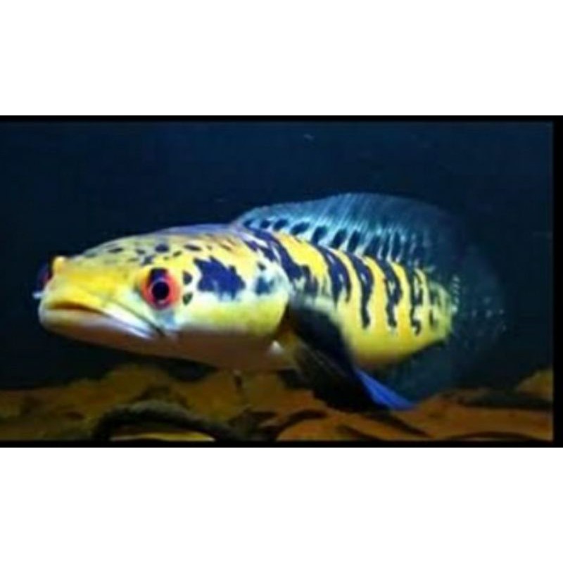 ikan channa maru yellow sentarum YS RED EYE 5cm