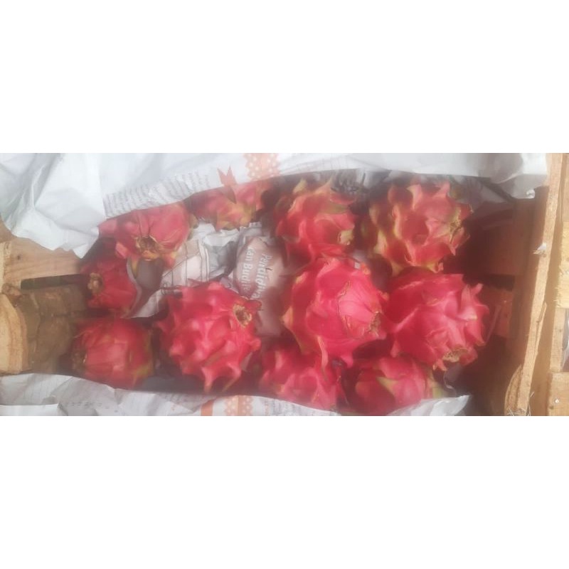 

Buah Naga