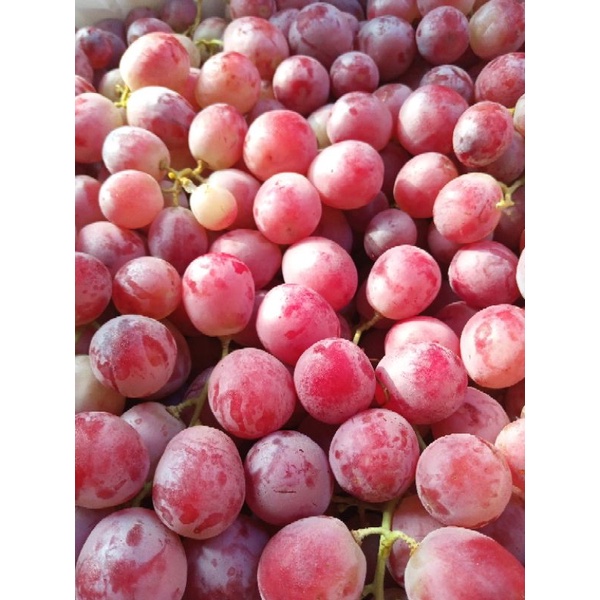 

ANGUR MERAH ANGGUR AUSTRALIA REDGlOBE
