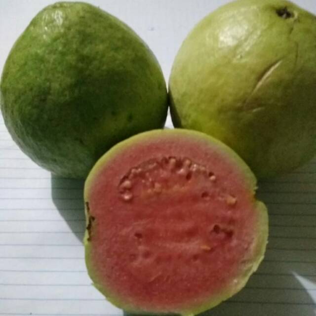 

Jambu biji organik 1kg