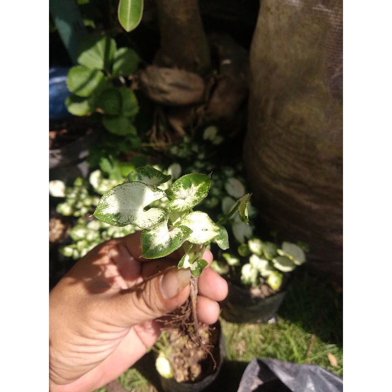 Keladi/Syngonium Mini Putih