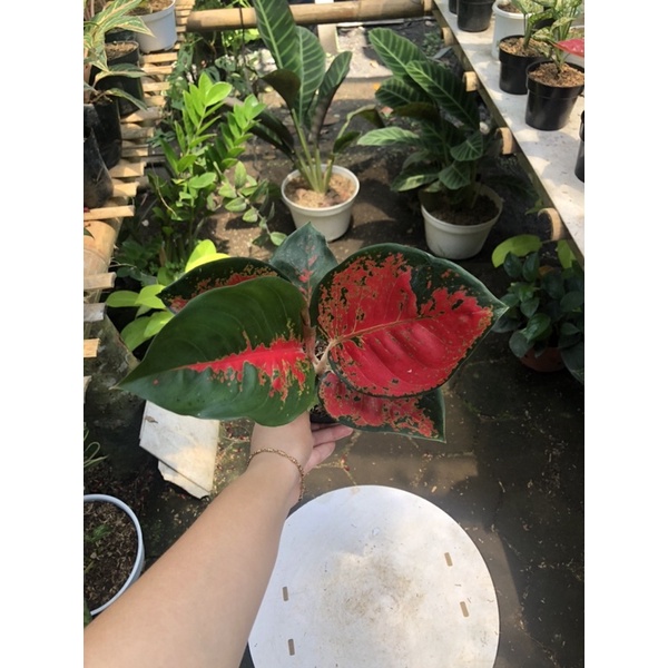 aglaonema suksom batik