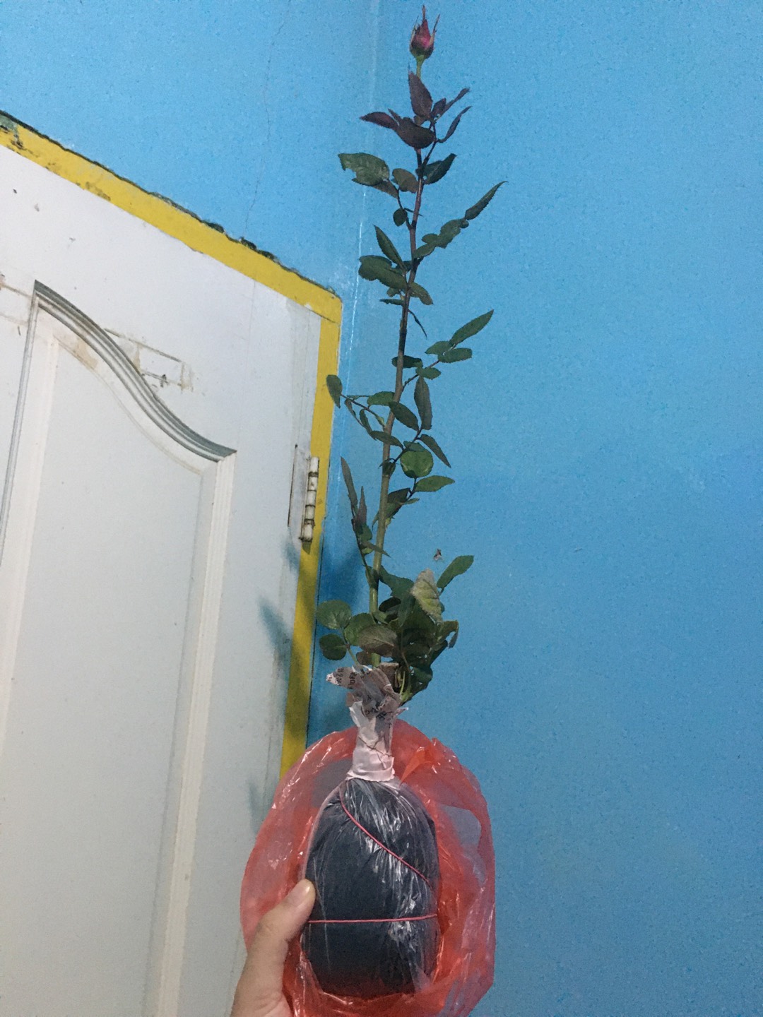 Tanaman Hias Mawar Tanpa Duri