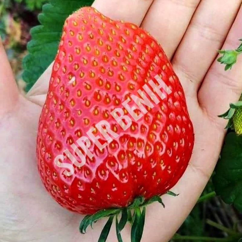 10 Biji - Benih strawberry ICHAN KING F1 stroberi dataran rendah - tinggi repack-1
