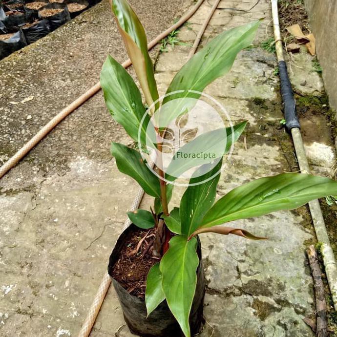 Bibit Tanaman Kecombrang Pohon Buah Honje Obat Herbal Terlaris B4Ck