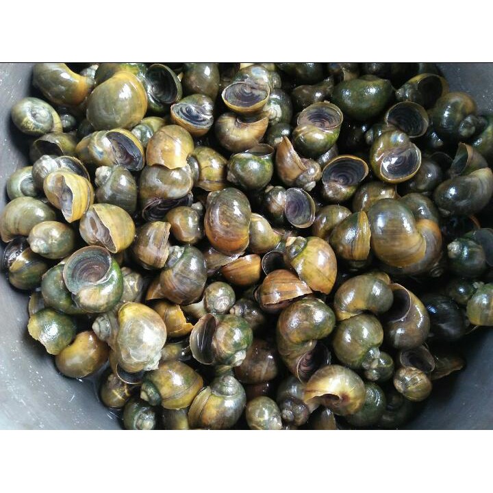 

keong tutut / sudah di potong 250gr - 500gr