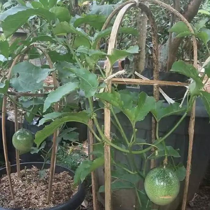 Bibit Pohon Buah Markisa Manis Berbuah - Tanaman Rambat Markisa Manis