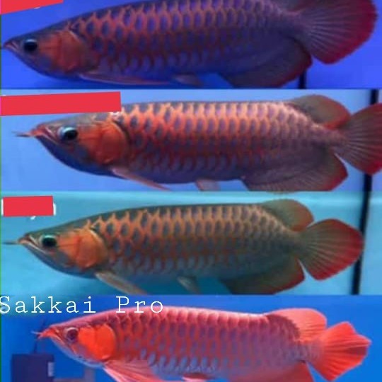 Sakkai pro t10 60cm lampu tanning arowana