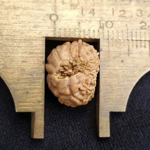 Rudraksha jenitri mukhi 14 P14mm x L11 mm