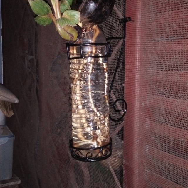 Rak Tanaman Hias Untuk Bonsai Kelapa Shopee Indonesia