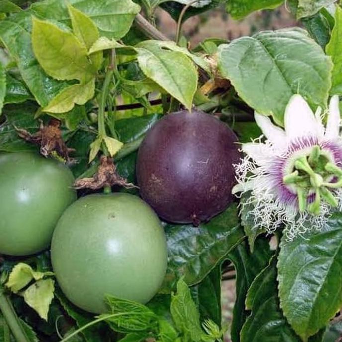 4 Benih Bibit Buah Markisa Ungu Manis Super Tanaman Buah Buahan Markisa Madu Premium Berkualitas Unggul