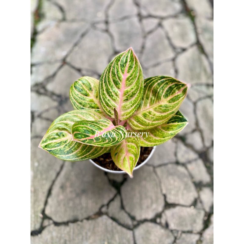aglaonema Rinjani