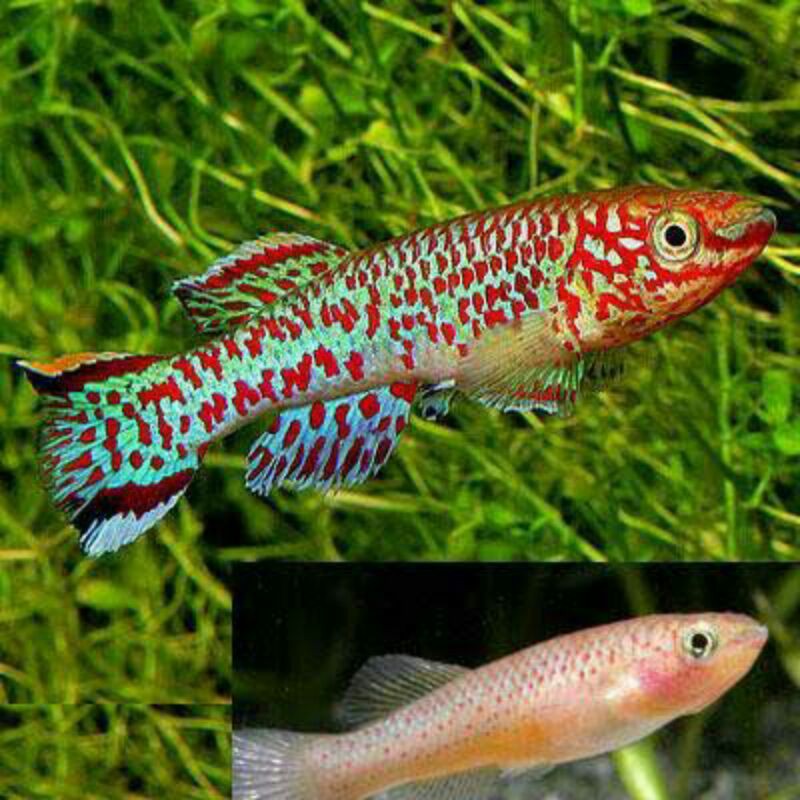 Telur Killifish Jenis Fundulopanchax Gardneri
