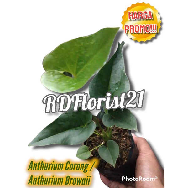 Anthurium Corong / Anthurium Brownii / Tanaman Hias