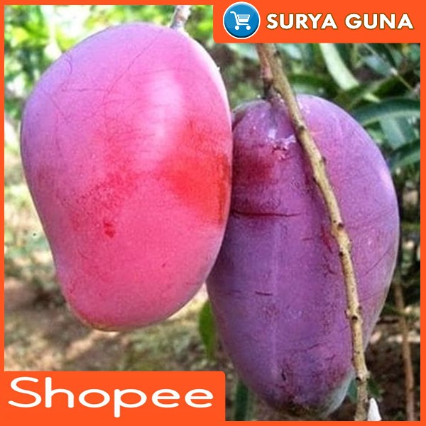 entres buah mangga irwin untuk budidaya mangga irwin