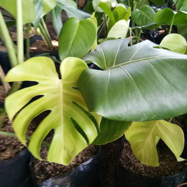 Tanaman hias monstera king jumbo