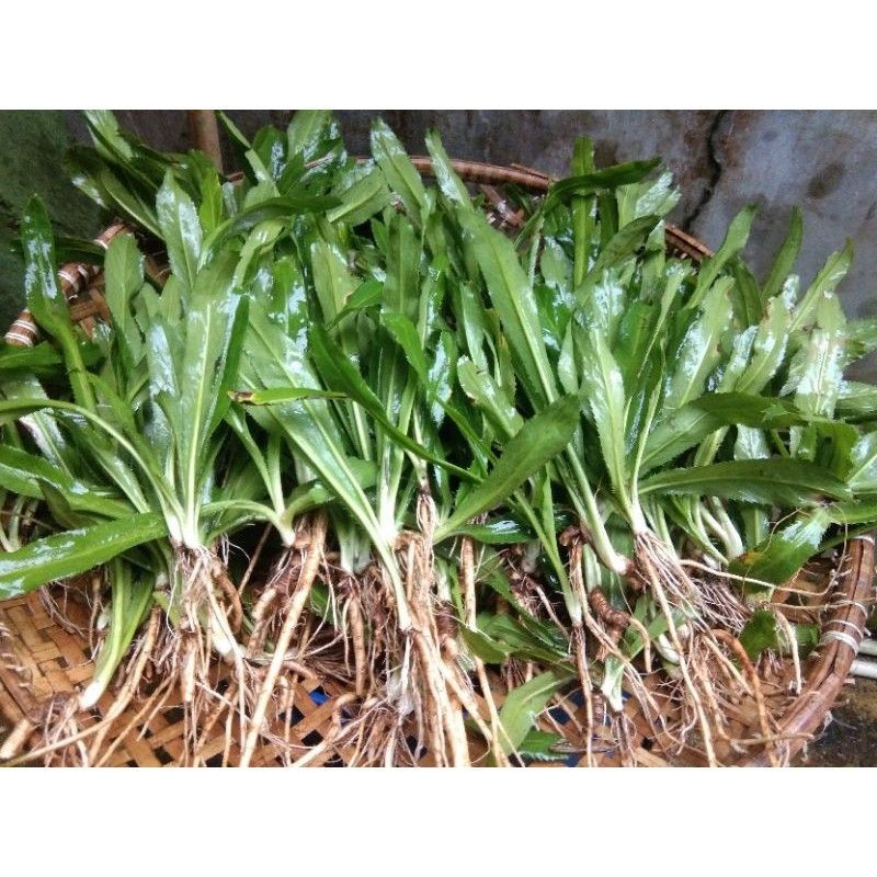 

Paket 300 gram daun walang sengit segar