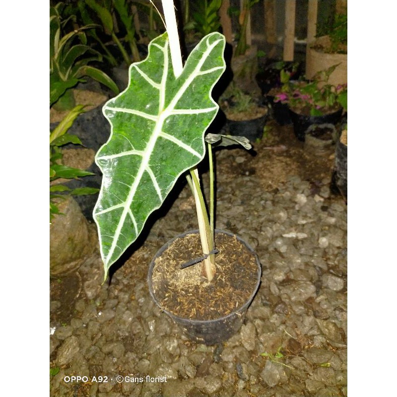Alocasia amazon